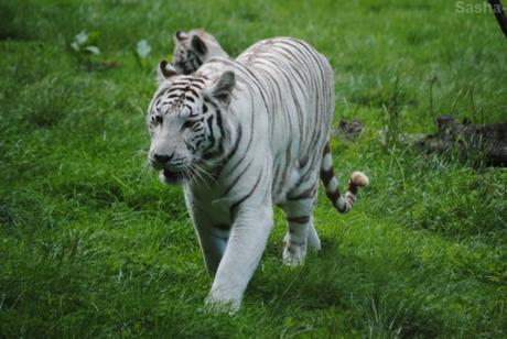 (3) Les Adultes Tigres Blancs du Bengale.