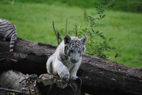 (20) Les petites tigresses blanches.