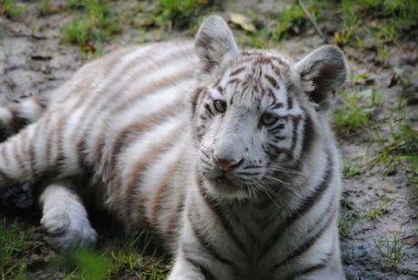 (6) Les petites tigresses blanches.