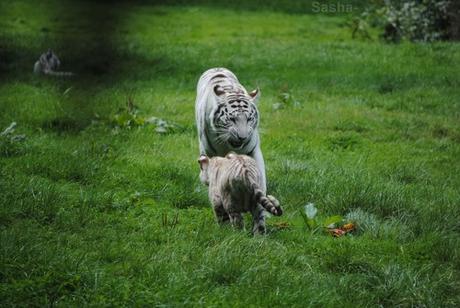 (16) Les petites tigresses blanches.