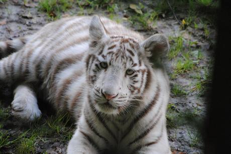 (7) Les petites tigresses blanches.