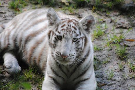 (5) Les petites tigresses blanches.