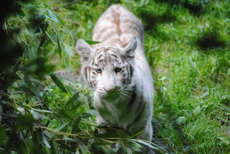 (3) Les petites tigresses blanches.