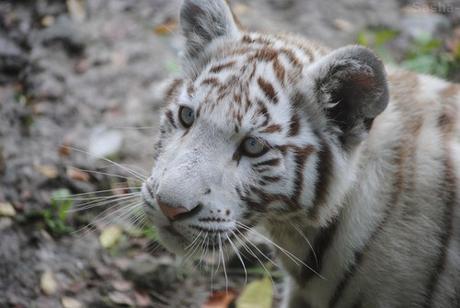 (30) Les petites tigresses blanches.