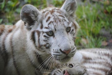 (10) Les petites tigresses blanches.