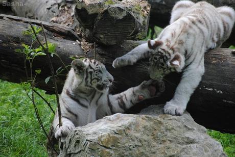 (23) Les petites tigresses blanches.