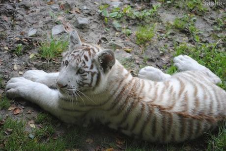 (31) Les petites tigresses blanches.