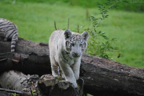 (19) Les petites tigresses blanches.
