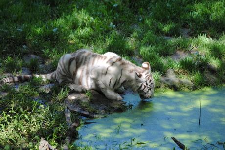 (2) Les petites tigresses blanches.