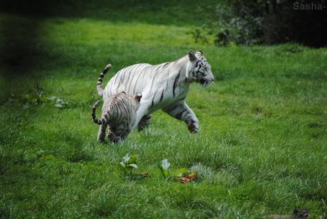 (17) Les petites tigresses blanches.