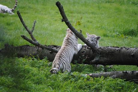 (18) Les petites tigresses blanches.