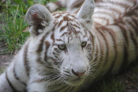 (13) Les petites tigresses blanches.