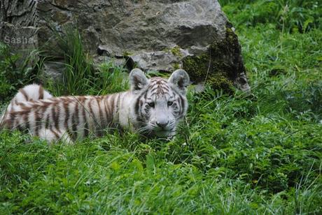 (24) Les petites tigresses blanches.