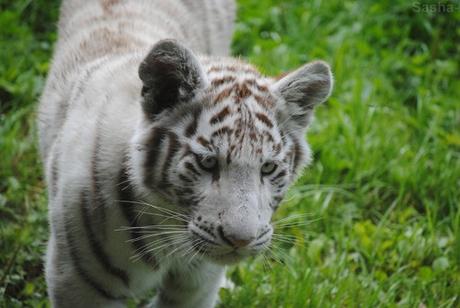 (27) Les petites tigresses blanches.