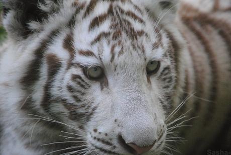 (14) Les petites tigresses blanches.