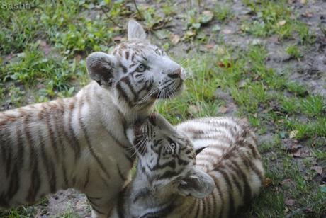 (9) Les petites tigresses blanches.