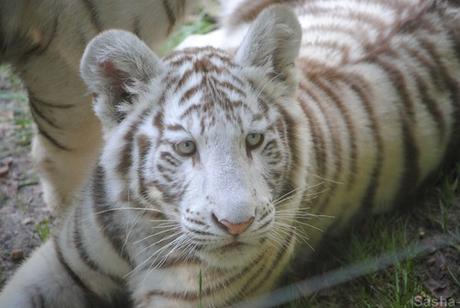 (8) Les petites tigresses blanches.