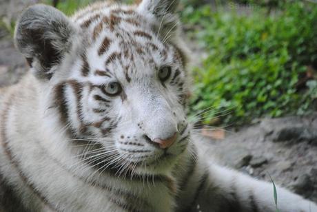 (12) Les petites tigresses blanches.