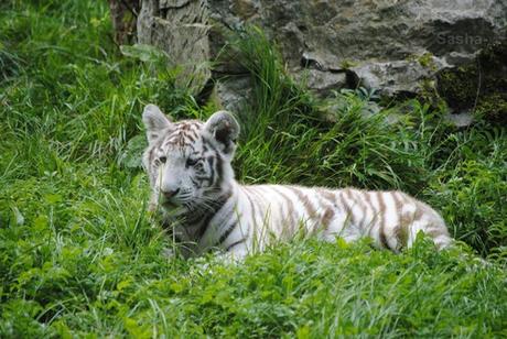 (28) Les petites tigresses blanches.