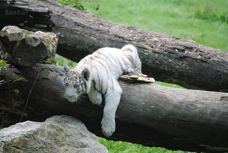 (25) Les petites tigresses blanches.