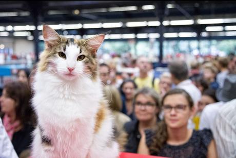 Animal Expo Parc Floral Paris Bois de Vincennes - Exposition Féline