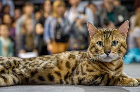 Animal Expo 2015 Chat