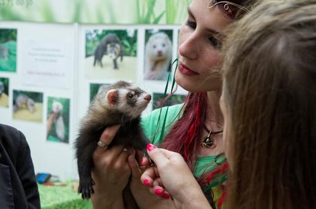 NAC - Salon Animal Expo