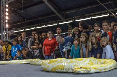 Animal Expo - NAC Serpent