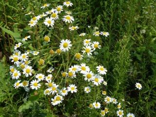 Camomillesauvage