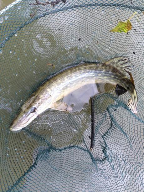 Nouvelle pęche électrique au Domaine du grand étang