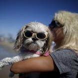 Compétition de surf pour chiens ! Compétition de surf pour chiens !