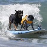 Compétition de surf pour chiens !