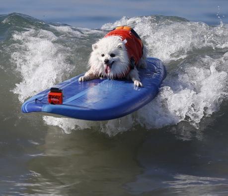 Compétition de surf pour chiens !
