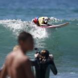Compétition de surf pour chiens ! Compétition de surf pour chiens !