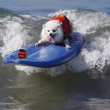 Compétition de surf pour chiens !