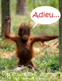 disparition orang outan.jpg