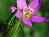 Centaurium pulchellum (Petite Centaurée jolie)