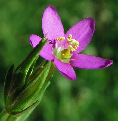 Centaurium pulchellum (Petite Centaurée jolie)