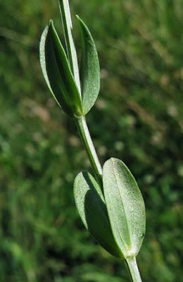 Centaurium pulchellum (Petite Centaurée jolie)