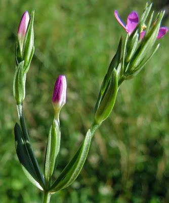 Centaurium pulchellum (Petite Centaurée jolie)