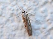 chenilles font galeries dans tiges graminées