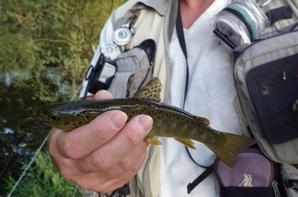 Pęche d’automne ŕ la mouche