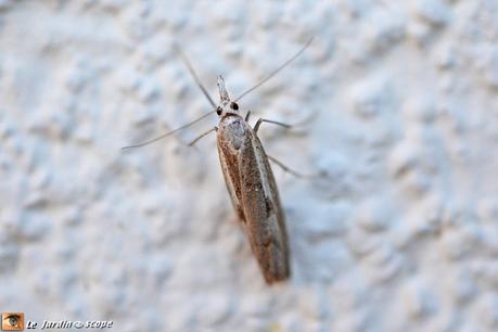 Un papillon de jour qui se fait très discret et rare...