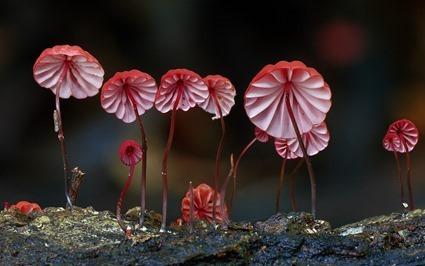 Marasmius haematocephalus, Steve Axford