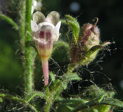 Chaenorrhinum minus (Petite linaire)
