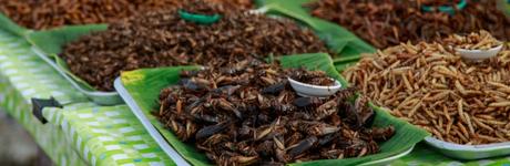ENTOMOPHAGIE: Les insectes sont-ils plus sains que la viande en cas de sous ou sur-alimentation? – Eur J Clin Nutr