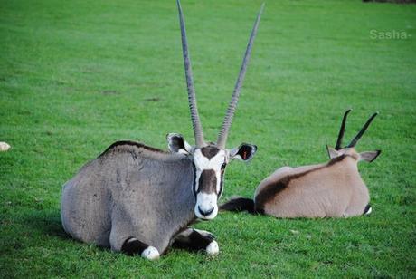 (1) L'oryx.