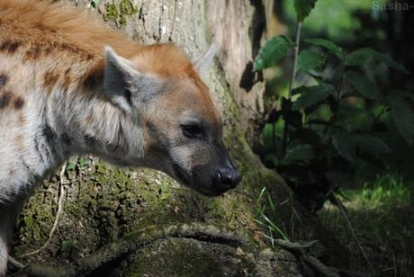 (1) La hyène tachetée.