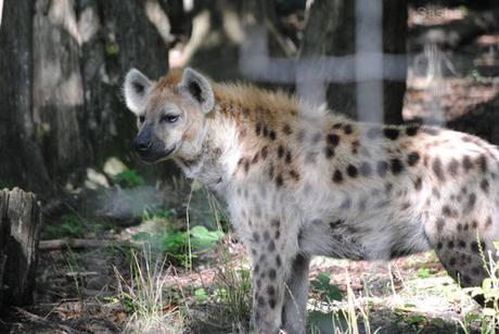 (4) La hyène tachetée.