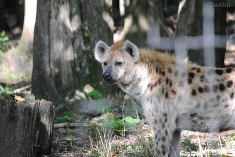 (3) La hyène tachetée.